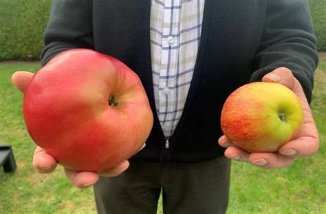 plus grosse pomme du monde