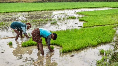 pm kisan yojana