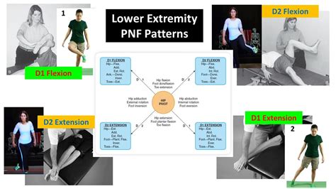 Pnf Patterns Lower Extremity Pdf