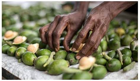 Png Chewing Betel Nut Desiz Global Solution