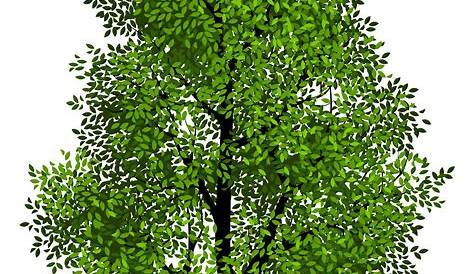 Download High Quality tree transparent background row Transparent PNG