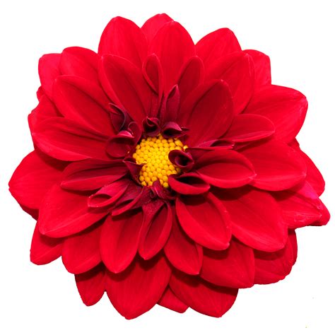 png pic of flower