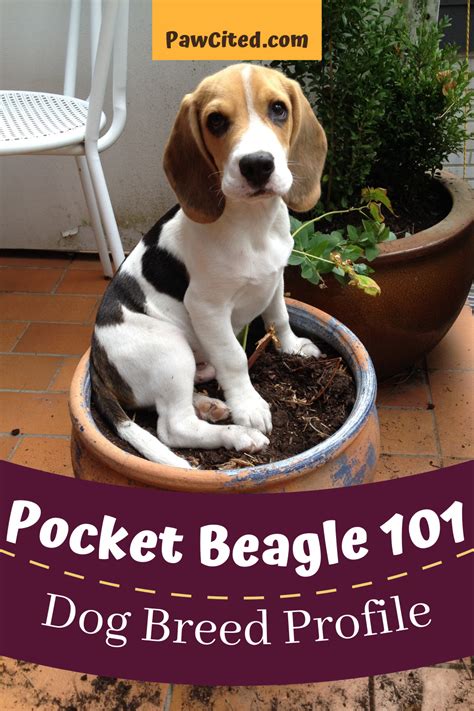 Pocket Beagle Operating Temperature