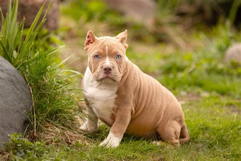 Pocket Bully Dog Pics