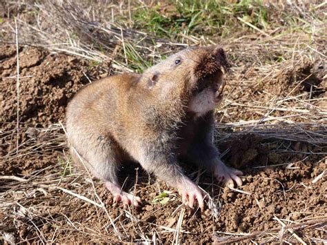 Pocket Gopher Definition