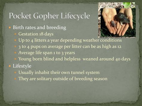 pocket gopher life cycle