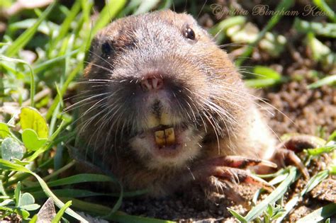 Pocket Gopher Omnivores