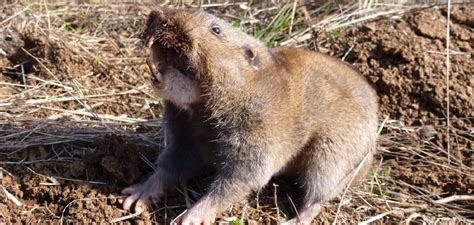 Pocket Gopher Symbolism