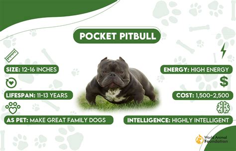 Pocket Pitbull Average Weight