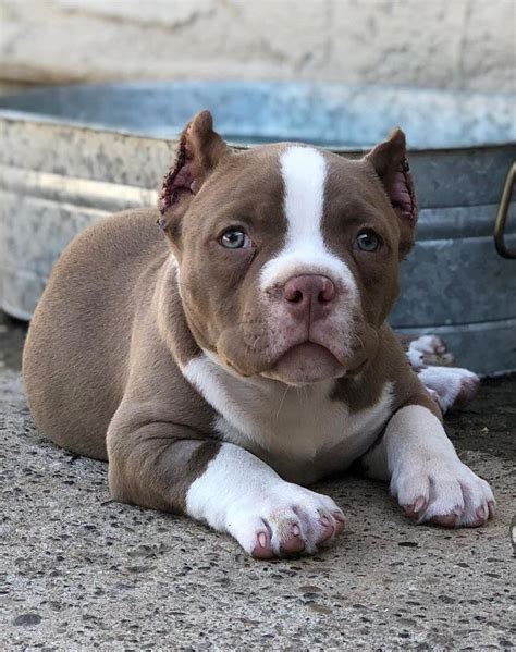 pocket pitbull puppies for adoption