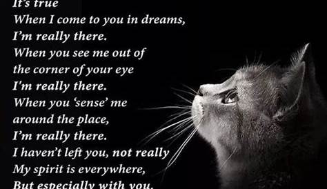 Poems For Grieving Cat Owners Pin By Jeanine Collins On Maxx Pet