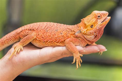 pogona images and facts