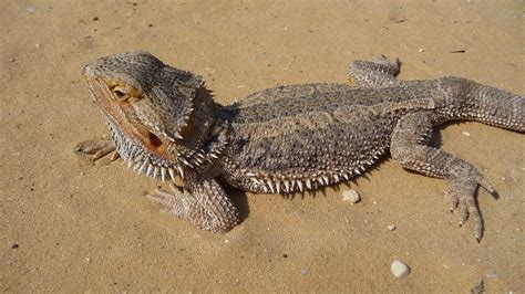 pogona vitticeps