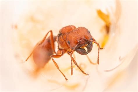 pogonomyrmex badius for sale