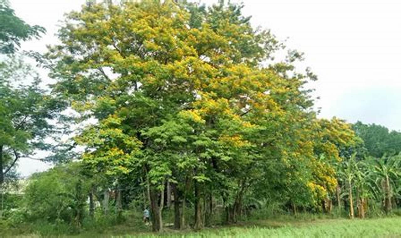 Temukan 8 Manfaat Pohon Angsana yang Jarang Diketahui