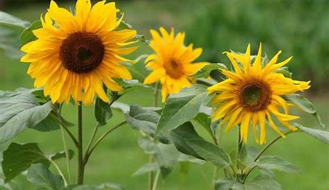 Gambar : bunga matahari, bidang bunga matahari, menanam, ekoregion