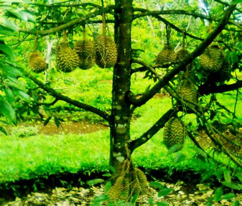 Pohon Durian Kecil