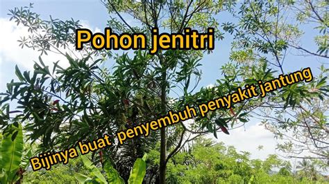 Manfaat Pohon Jenitri yang Jarang Diketahui