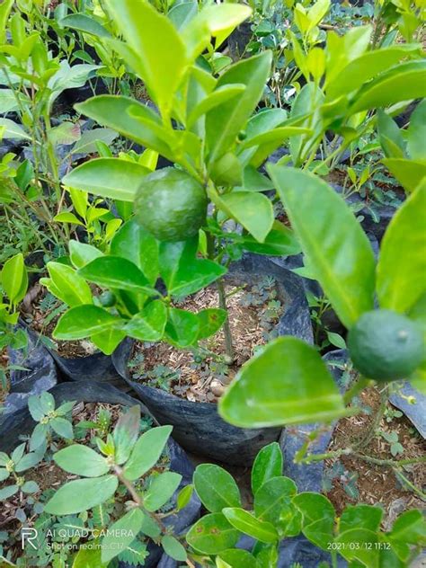Jual Bibit jeruk nipis/pohon jeruk nipis Kota Bogor Floracipta