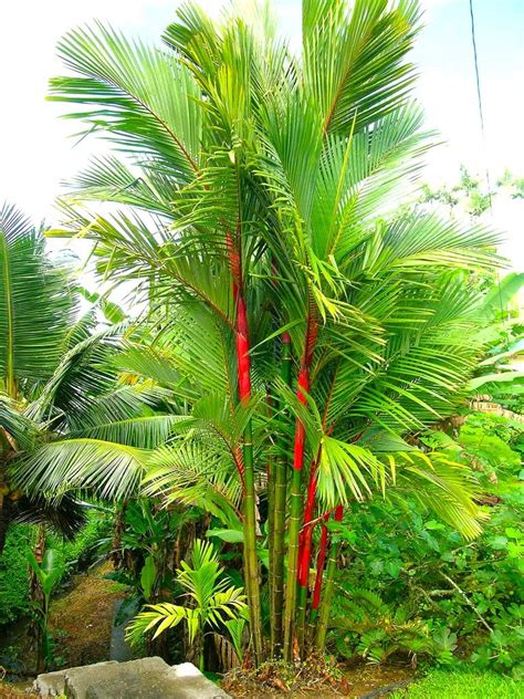pohon palem merah indonesia