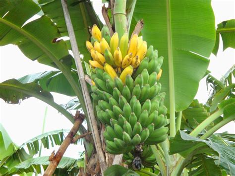 pertumbuhan pohon pisang