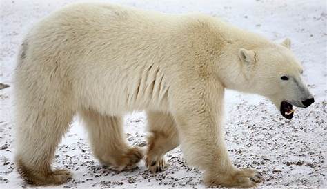 Lundi 27 février 2017, Journée internationale de l’ours blanc