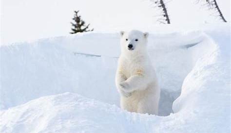 Les ours polaires rassemblés à Churchill, dernière ville sur la route