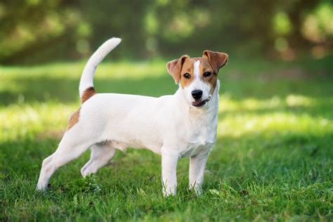 poids d'un jack russel