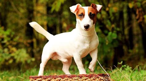 poids jack russel adulte