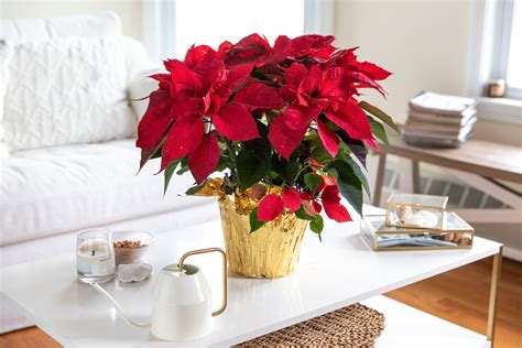 Poinsettia Indoor Plant Care & Growing Guide