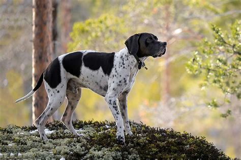 Pointer Pointer Que Es