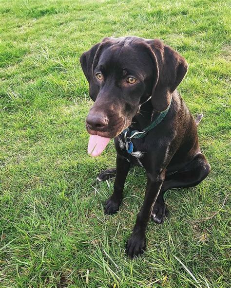 Is the Lab Pointer mix the best pet for your family? K9 Web