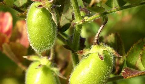 Pois Chiche Arbre Ou Plante Jeunes Pousses Vertes De s Image Libre De Droit