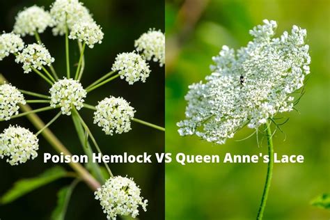 poison hemlock vs queen anne's lace
