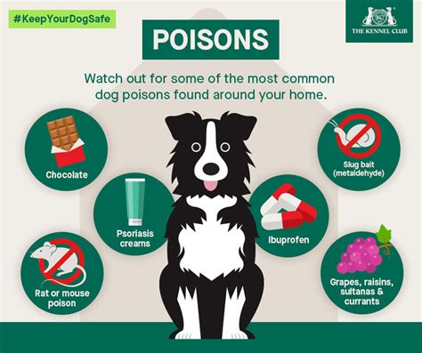 poison in dogs symptoms