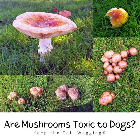 poison mushrooms for dogs