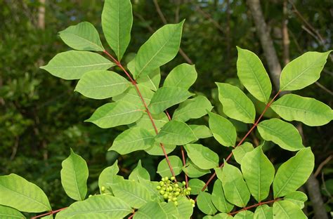Poison Sumac Spreading