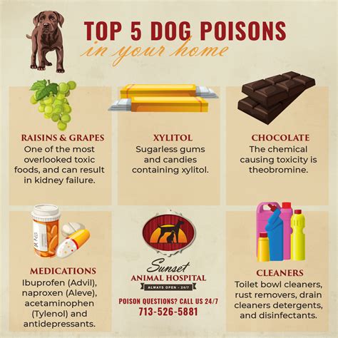 poison treatment for dogs