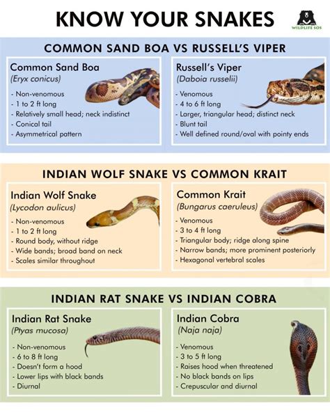 poisonous and non poisonous snakes in india