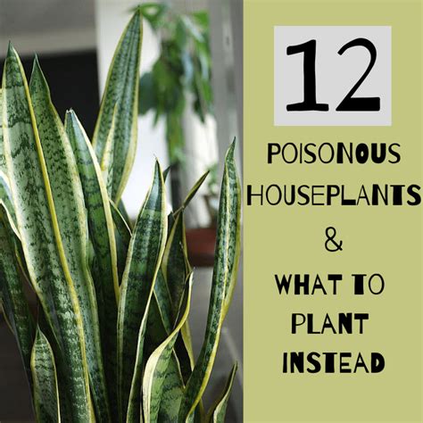 12 Poisonous Houseplants, Their Health Effects, and Safe Alternatives