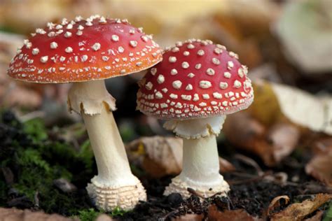 poisonous mushroom pictures and description