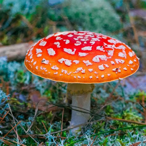 poisonous mushrooms amanita muscaria