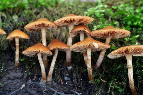 poisonous mushrooms australia