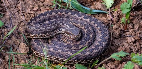 poisonous snakes in ukraine