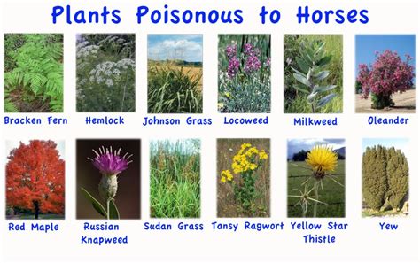 poisonous trees to horses