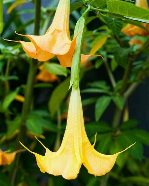 poisonous trumpet flower plants