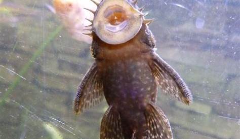 Poisson Lave Vitre Eau Douce Une Pensée A Notre ur De Qui Est Mort Ce