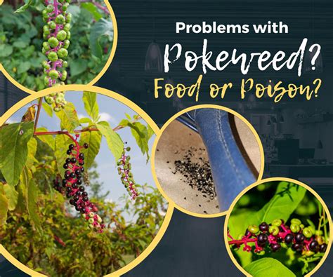 Pokeweed Risks