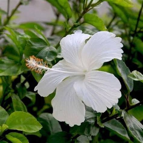 pokok bunga raya putih