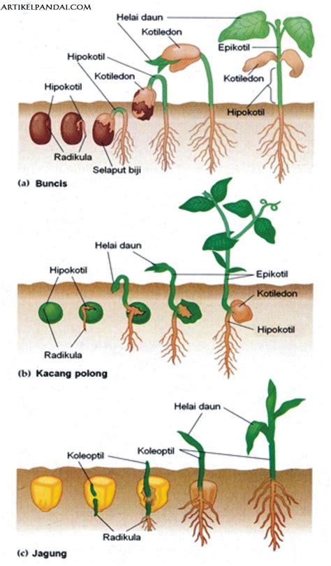 Gambar Tumbuhan Mengubah Pola Pertumbuhan